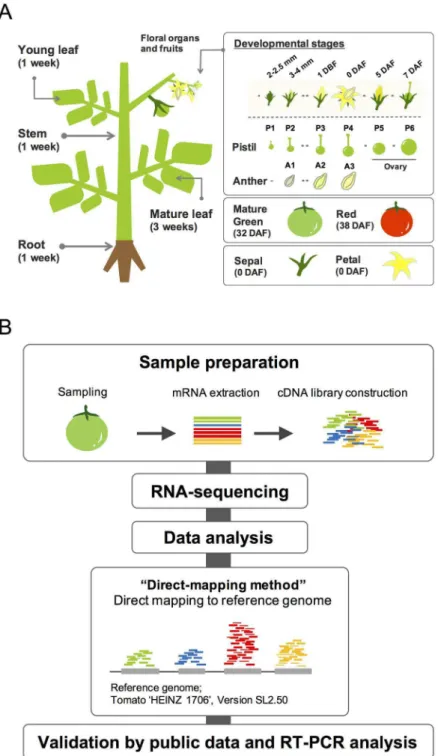 Fig 1. Experimental design for RNA-seq analysis. (A) The 17 samples used for transcriptome analysis