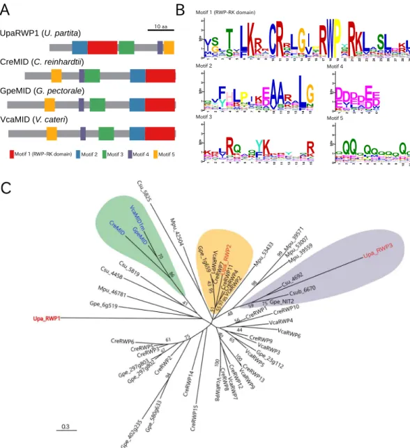 Figure 4.   Conserved motifs and molecular phylogeny of U. partita RWP1, Volvocales MIDs, and RWP-RK  domain-containing proteins in green algae
