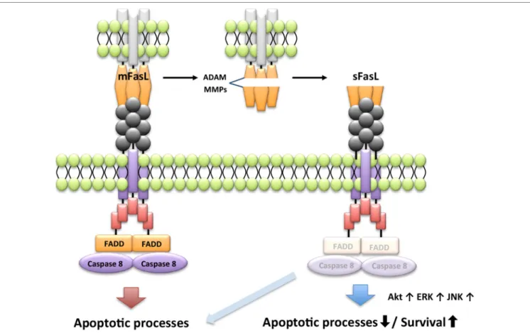 FigURe 3 | Differential signaling pathway by membrane-bound FasL (mFasL) and soluble FasL (sFasL)