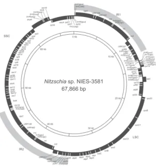 図 5 ．未記載渦鞭毛藻 MRD-151 株の色素体ゲノム