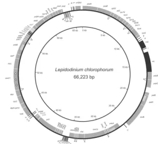 図 3 ． Lepidodinium chlorophorum 色素体ゲノム