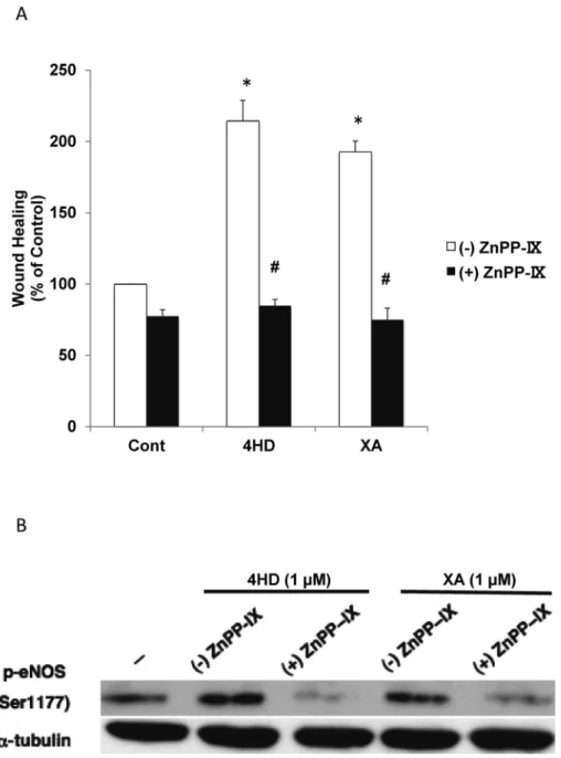 Fig. 6. HO-1 is involved in 4HD- and XA-dependent endothelial wound healing and eNOS phosphor- phosphor-ylation