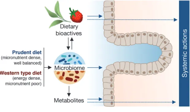 Fig. 8. Proposed model for investigating the impact of dietary bioactives for prevention of colon cancer by incorporating different nutritional patterns (prudent diet versus Western type diet) and human gut microbiota (via new humanized gut microbiome mode