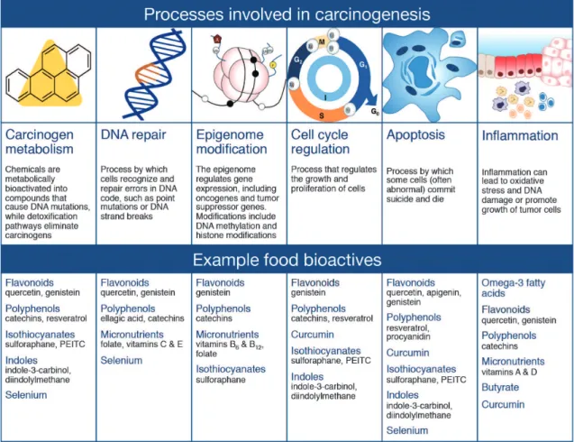 Fig. 4. Bioactive food compounds can target a variety of cellular processes that are involved in car- car-cinogenesis, including carcinogen metabolism, DNA repair, epigenome modification, cell cycle  regula-tion, apoptosis and inflammation