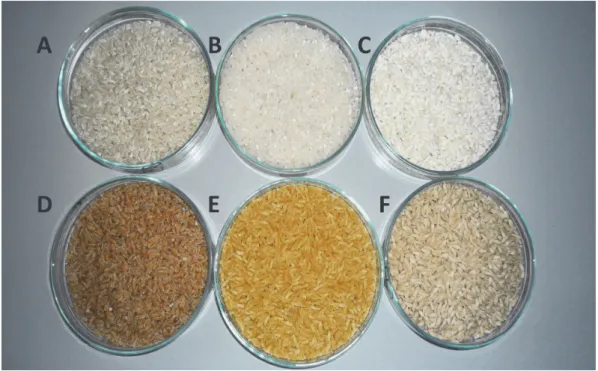 Fig. 3. Rice analog made from various carbohydrate sources: A, cassava, sago, white maize; B, actual polished rice; C, sago, cassava, shredded coconut; D, sago, white maize, red beet; E, yellow maize and sago; F, sorghum, maize, sago.