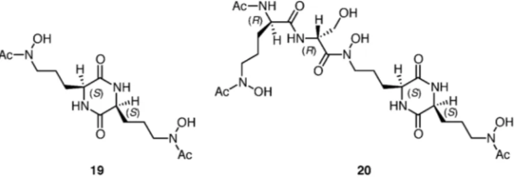Fig. 5. Chemical Structures of Rhodotorulic Acid (19) and Erythrochelin (20)