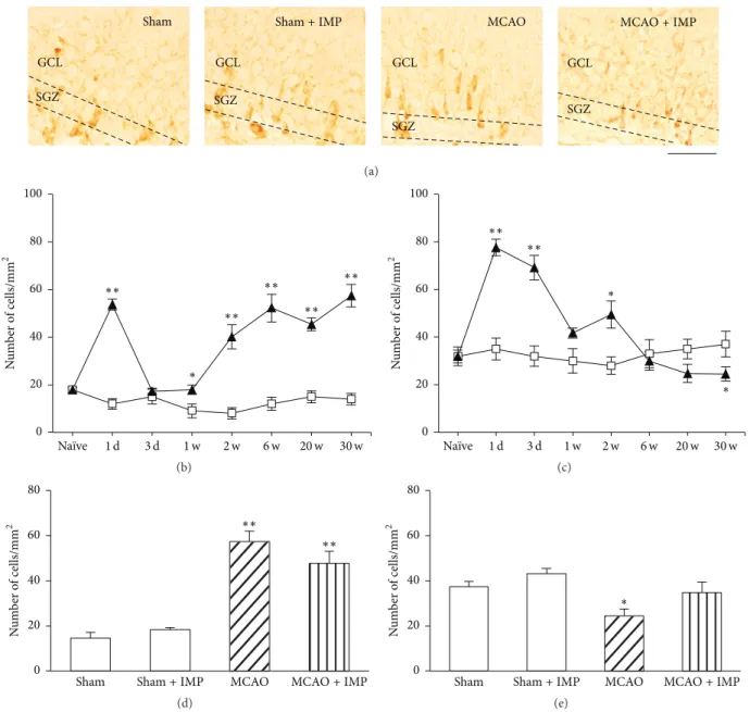 Figure 8: Analysis of the number of Bax immunopositive cells in the ipsilateral GCL and SGZ