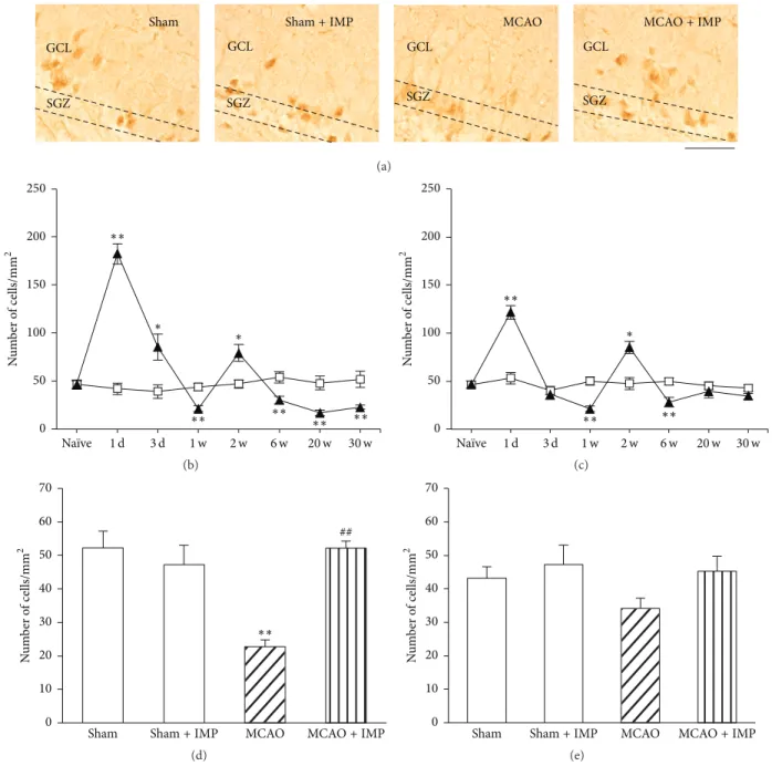 Figure 9: Analysis of the number of Bcl-2