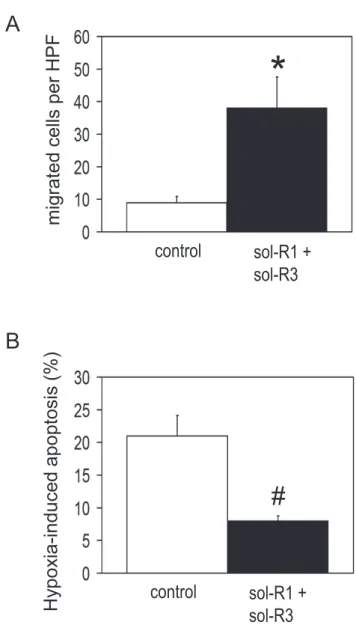 Figure 3 . Effect of blocking of autocrine/paracrine VEGF signals on migration ability and on hypoxia - induced apoptosis