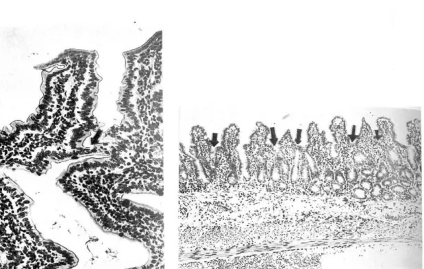 Fig  5  P AS  160x . Ileum  Guinea  pig.  Control  Fig  6  PA S  64 x  .  Ileum  Guinea  pig 