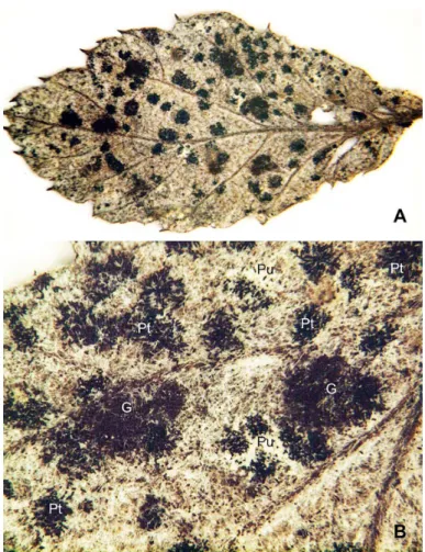 Fig. 1. Mixed infections of Gymnoconia and two Phragmidium species on Rubus erythrocapus (IBAR-11161) A