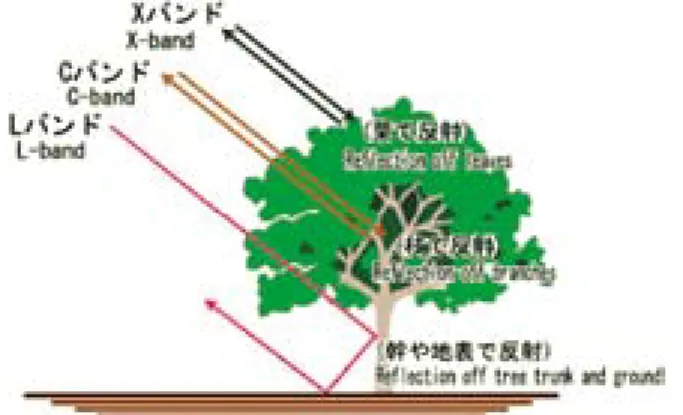 図 1 SAR の周波数による反射特性の違い（JAXA ウェブサイトから）