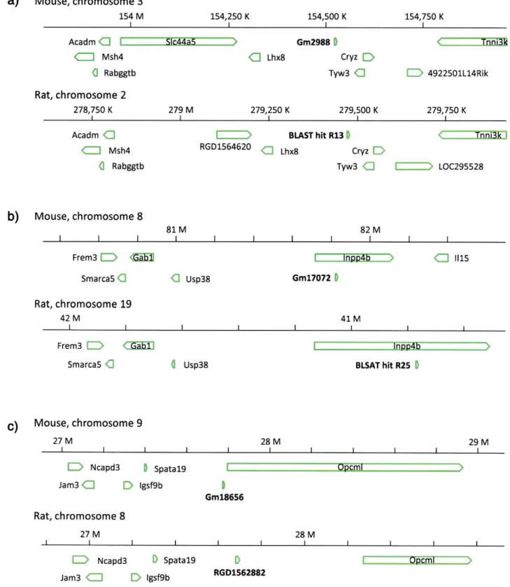 Fig. 1. Comparison of the chromosomal localizations of the 3 pseudogene combinations showing syntenic relationship between mouse and rat