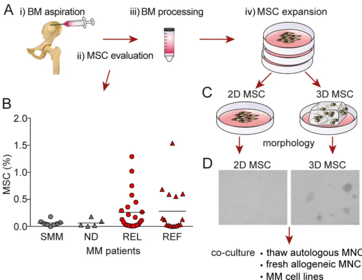 Figure 1: Generation of 3D vs 2D MSC models.  A. Illustration of i) BM aspirate collection, ii) MSC evaluation, iii) BM processing,  and iv) MSC expansion