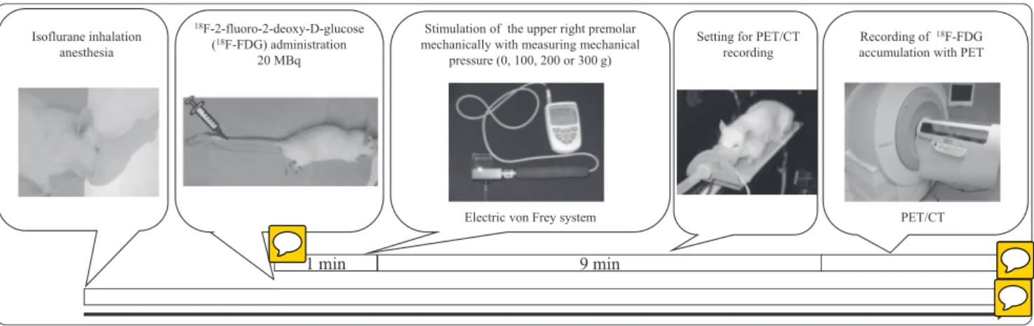 Fig. 2 Time course of the tooth stimulation and PET/CT recordings.
