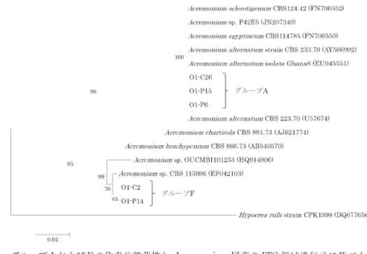 図 3 グループＡおよびＦの代表分離菌株と Acremonium 属菌の ITS 領域遺伝子に基づく系統樹。 図 4 グループＢの代表分離菌株とボタンタケ目に属する近縁属菌との ITS 領域遺伝子に基づく系統 樹。 53 2012霧島神宮の塗装部位から分離された糸状菌の諸性質