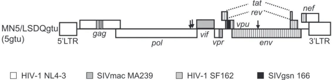 Figure 2 Precursor structures of HIV - 1 Env and Gag proteins. Upper : Env subunits gp120 and gp41 are presented