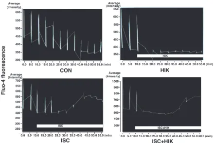 Figure 1. Graph showing representative traces of fluo - 4 fluorescence in the CON, HIK, ISC, and ISC + HIK groups