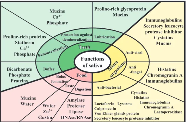 Fig. 4. Physiological functions of saliva