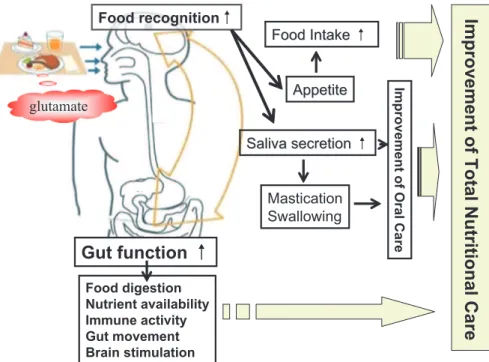 Fig. 7. A new hypothesis based on the scientific evidence for the umami taste substance glutamate in nutritional management.