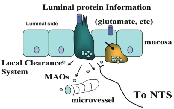 Fig. 1 Nutrient sensing in the gastrointestinal tract
