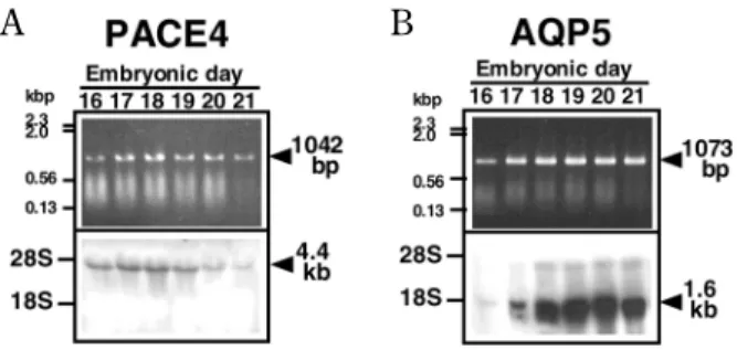 Fig. 1 Expression of PACE4 (A) and AQP5 (B) mRNAs in the prenatal rat SMG.