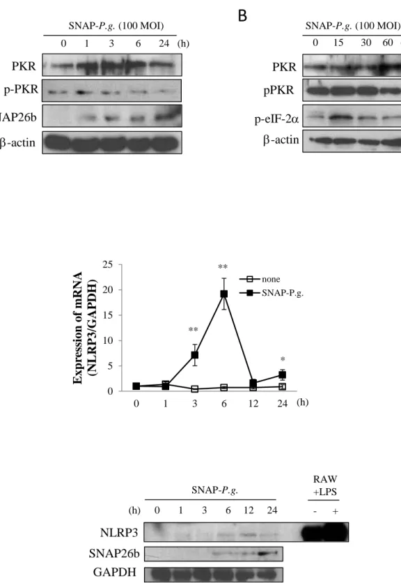 Figure 1. SNAP-P. g. activates PKR and induces NLRP3 expression in osteoblasts.  SNAP-P.g