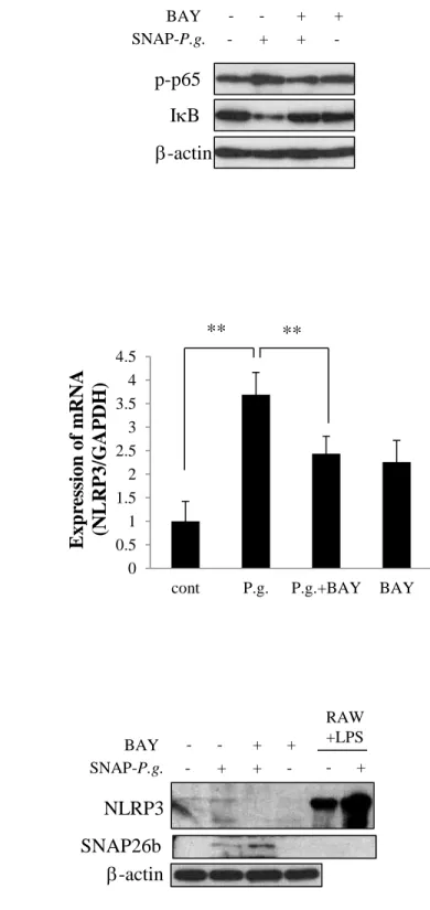 Figure 3. NF-kB regulates SNAP-P. g.-induced NLRP3 expression in osteoblasts. 