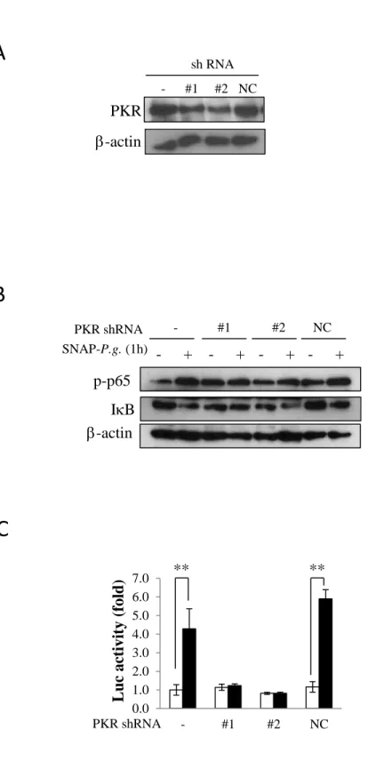 Figure 4. Reduction of PKR alters NF-kB activation and NLRP3 expression induced  by SNAP-P