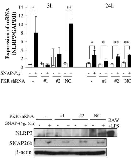 Figure 4. Reduction of PKR alters NF-kB activation and NLRP3 expression induced  by SNAP-P
