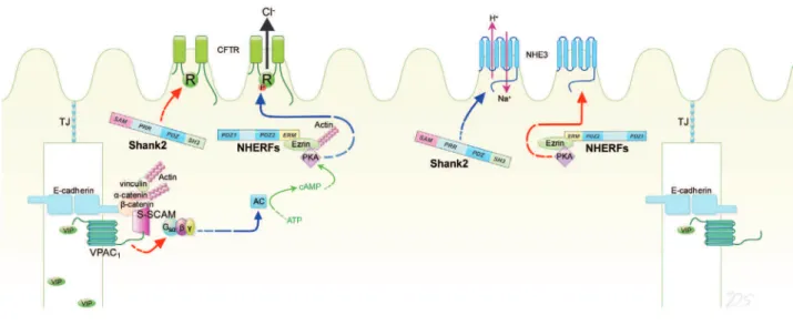 Fig. 1 Regulation of CFTR, NHE3 and VPAC1 by PDZ- based adaptor proteins in the plasma membrane of epithelial cells.