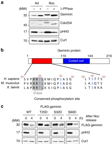 Figure 1 | Geminin is stabilized during mitosis through the blockade of proteasomal degradation