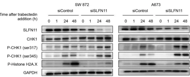 Figure 4. DNA damage checkpoint was activated by trabectedin in SLFN11-knockdown cells