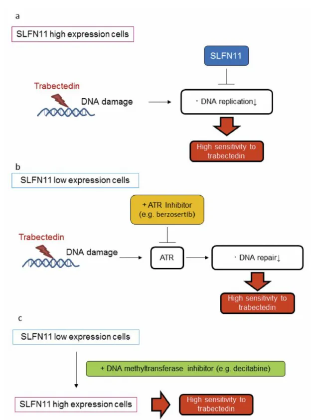 Figure 8. Speculated mechanism of the combined effect of trabectedin and an ATR inhibitor, berzosertib, or a DNA methyltransferase inhibitor, decitabine, in low-SLFN11 expression cells