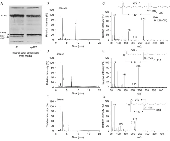 Fig. 5.      TLC and GC-MS of metabolites of HYA. 