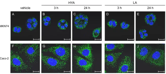 Fig. 8.      Peroxisome-proliferating effect of fatty acids in human GI tract-derived cells