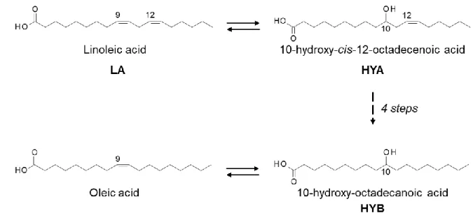 Fig. 1.      A scheme of the linoleic acid saturation pathway in gut lactic acid bacteria