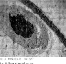 図 17 顕微 鋭与真 I リl る い色の葉の部分 F i g .  1 7  P h o t o mi c r o g r a p h  P a r t  o f a  li g h t ‑ c o l o r e d  ! c a r 