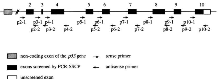 Fig. 2. Schematic presentation of the locations of PCR primers to analyze p53 mutations.