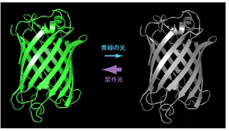 図 1  フォトクロミック蛍光タンパク質ドロンパ  ドロンパは緑色の蛍光を発するが、青緑の光を当てると無蛍光になり、紫（外）光を 当てると再び緑色に蛍光を発するようになる。この蛍光の   on/off  は何度も繰り返す ことができる。 図 2  ドロンパを利用したタンパク質動態解析の例  観察目的のタンパク質をドロンパと融合させて培養細胞に発現させた。あらかじめ細 胞全体で暗状態にしておき、細胞質部分または核部分だけで蛍光性に変換することに よって核への移行、核からの排出の有無が観察できる。上皮成長因子の
