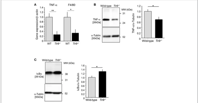 FIGURE 3 | TLR9 deficiency reduced inflammation in ischemic limb. (A) The result of qPCR analysis demonstrated that the expression of TNF-α and F4/80 in ischemic limb at 3 days after surgery was lower in Tlr9 −/− mice than in wild-type mice (N = 6-7, per g