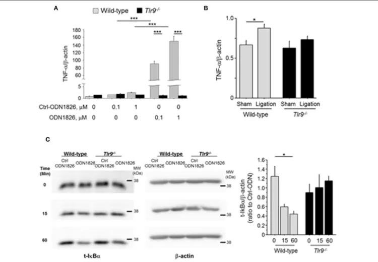 FIGURE 4 | TLR9 activation promoted TNF-α expression in macrophages. (A) Activation of TLR9 by ODN1826 (0.1-1.0 µM) for 4 h promoted the expression of TNF-α in wild-type macrophages but not in Tlr9 −/− macrophages (N = 4, per group)