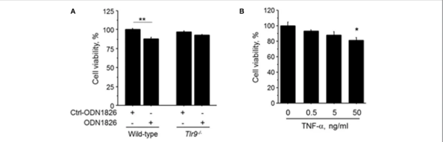 FIGURE 5 | TLR9-induced macrophage activation accelerated cell death of HUVEC. (A) HUVEC were treated with the CM obtained from wild-type or Tlr9 −/−