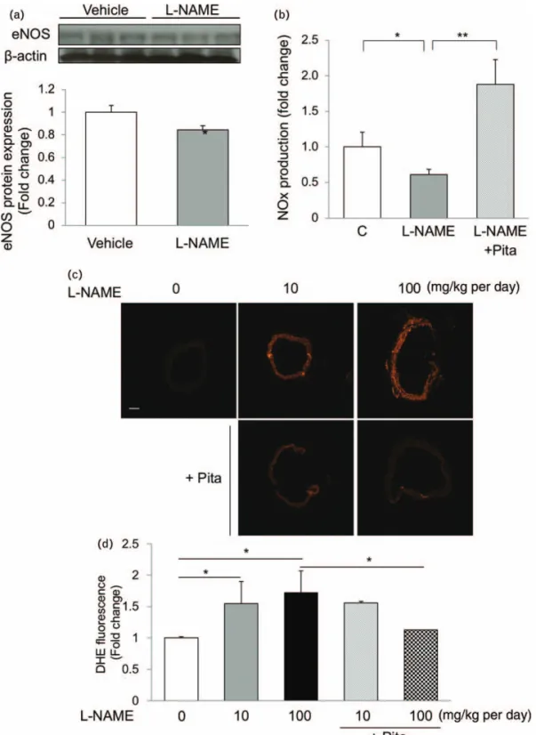 FIGURE 4 Effects of pitavastatin on oxidative stress in aortas. Aortic endothelial nitric oxide synthase protein expression (a) and nitrite/nitrate (NO x ) production (b) after 3 weeks treatment with Nv-nitro- L -arginine methyl ester (10 mg/kg per day) we