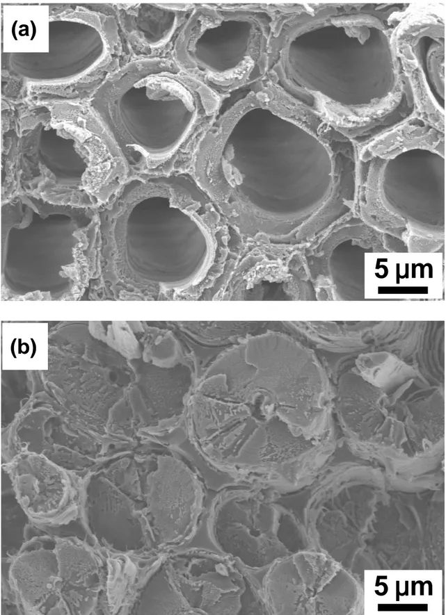 Figure 2. Photomicrographs of internal microstructure of (a) abaca fiber and (b) bamboo fiber,  showing the difference in lumen size