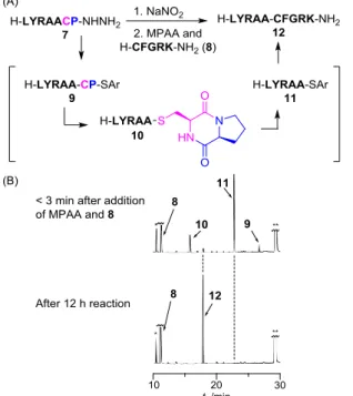 Figure 3. (A) Scheme for the conversion of model hydrazide (7) to thioesters and  subsequent NCL with N-terminal cysteinyl peptide (8)
