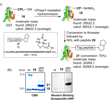 Figure 4. (A)Scheme for the application of CPY-mediated protocol to C-terminally  CysProLeu-OH-tagged  recombinant  GST  protein  (18);  (B)  SDS-page  analysis  of  protein samples 