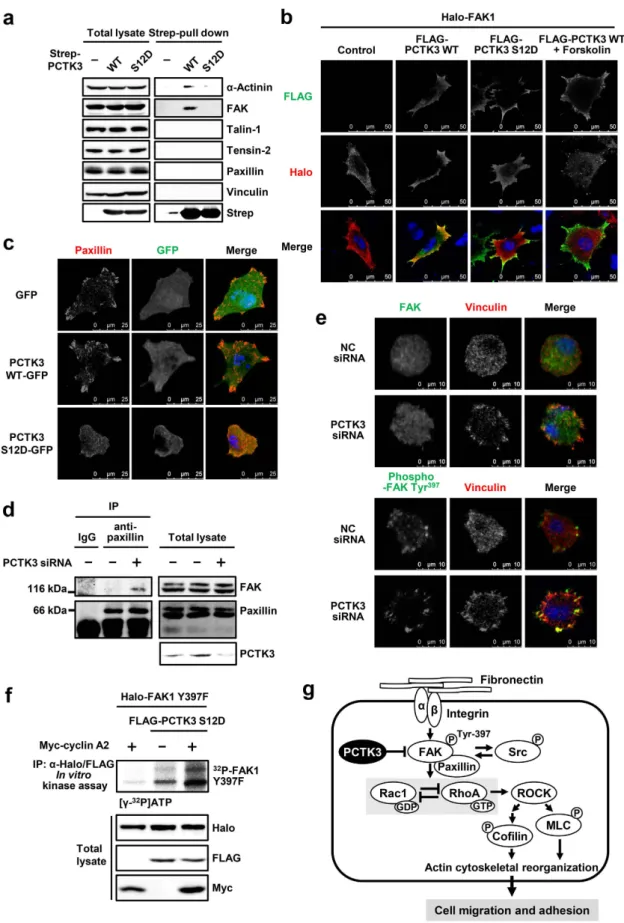 Figure 7.  PCTK3 activation induces the dissociation from focal adhesion. (a) HEK293T cells were 