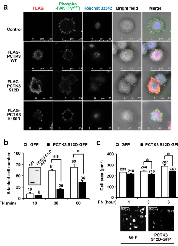 Figure 6.  PCTK3 leads to filopodia formation and a reduction in cell adhesion in HeLa cells