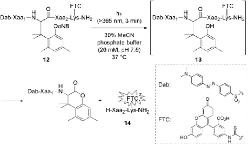 Fig. 3. Half-lives of Peptide 13 Ser(Ac): O-acetyl serine.
